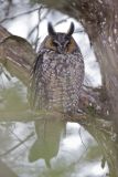 Long-eared Owl, Asio otus