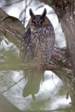 Long-eared Owl, Asio otus