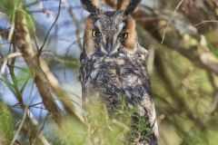 Long-eared Owl, Asio otus