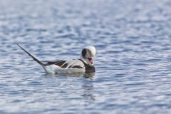 Long-tailed Duck,  Clangula hyemalis