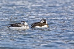 Long-tailed Duck,  Clangula hyemalis