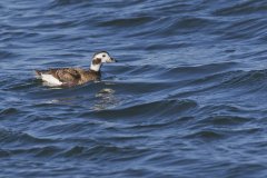 Long-tailed Duck,  Clangula hyemalis