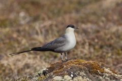 Long-tailed Jaeger, Stercorarius longicaudus