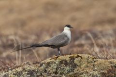 Long-tailed Jaeger, Stercorarius longicaudus