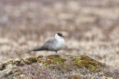 Long-tailed Jaeger, Stercorarius longicaudus