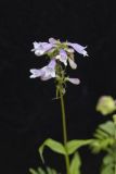 Longsepal Beardtongue, Penstemon calycosus