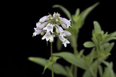 Longsepal Beardtongue