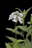 Longsepal Beardtongue, Penstemon calycosus