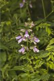 Longsepal Beardtongue, Penstemon calycosus