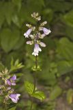 Longsepal Beardtongue, Penstemon calycosus