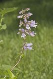 Longsepal Beardtongue, Penstemon calycosus