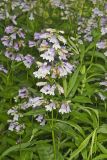 Longsepal Beardtongue, Penstemon calycosus