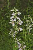 Longsepal Beardtongue, Penstemon calycosus
