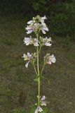 Longsepal Beardtongue, Penstemon calycosus