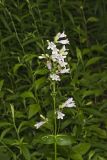 Longsepal Beardtongue, Penstemon calycosus