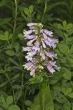 Longsepal Beardtongue, Penstemon calycosus