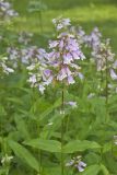 Longsepal Beardtongue, Penstemon calycosus