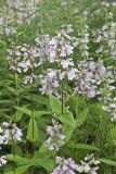 Longsepal Beardtongue, Penstemon calycosus