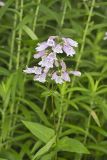 Longsepal Beardtongue, Penstemon calycosus