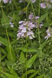 Longsepal Beardtongue, Penstemon calycosus