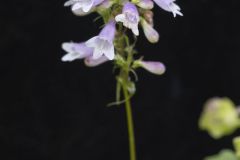 Longsepal Beardtongue, Penstemon calycosus Longsepal Beardtongue, Penstemon calycosus