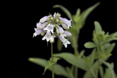 Longsepal Beardtongue, Penstemon calycosus Longsepal Beardtongue, Penstemon calycosus