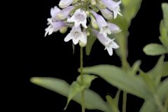 Longsepal Beardtongue, Penstemon calycosus Longsepal Beardtongue, Penstemon calycosus