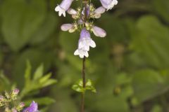 Longsepal Beardtongue, Penstemon calycosus Longsepal Beardtongue, Penstemon calycosus