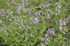 Longsepal Beardtongue, Penstemon calycosus Longsepal Beardtongue, Penstemon calycosus