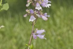 Longsepal Beardtongue, Penstemon calycosus Longsepal Beardtongue, Penstemon calycosus