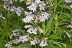 Longsepal Beardtongue, Penstemon calycosus