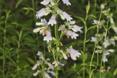 Longsepal Beardtongue, Penstemon calycosus Longsepal Beardtongue, Penstemon calycosus