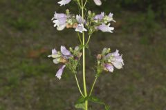 Longsepal Beardtongue, Penstemon calycosus Longsepal Beardtongue, Penstemon calycosus