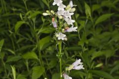 Longsepal Beardtongue, Penstemon calycosus Longsepal Beardtongue, Penstemon calycosus
