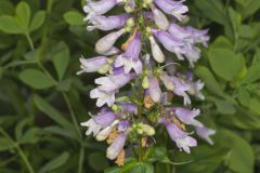 Longsepal Beardtongue, Penstemon calycosus Longsepal Beardtongue, Penstemon calycosus