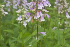 Longsepal Beardtongue, Penstemon calycosus Longsepal Beardtongue, Penstemon calycosus