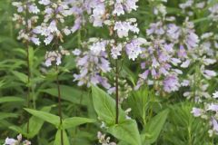 Longsepal Beardtongue, Penstemon calycosus Longsepal Beardtongue, Penstemon calycosus