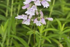 Longsepal Beardtongue, Penstemon calycosus Longsepal Beardtongue, Penstemon calycosus