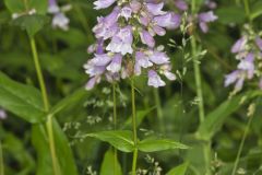 Longsepal Beardtongue, Penstemon calycosus Longsepal Beardtongue, Penstemon calycosus