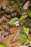 Longspur violet, Viola rostrata