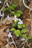 Longspur violet, Viola rostrata