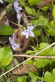 Longspur violet, Viola rostrata