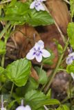 Longspur violet, Viola rostrata