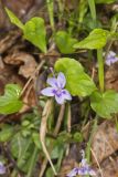 Longspur violet, Viola rostrata