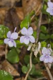 Longspur violet, Viola rostrata