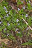 Longspur violet, Viola rostrata