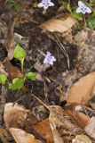 Longspur violet, Viola rostrata