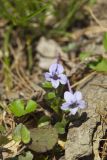 Longspur violet, Viola rostrata