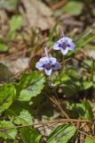 Longspur violet, Viola rostrata