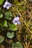 Longspur violet, Viola rostrata